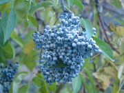 Blue elderberry (Sambucus nigra ssp. cerulea)